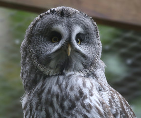 Great Grey Owl