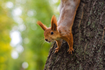 Naklejka na ściany i meble Squirrel on a tree looking at the lens