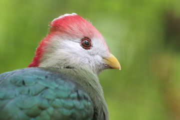 Exotic bird portrait