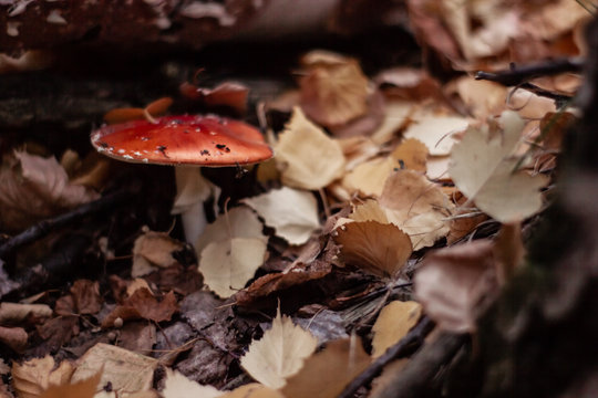 Red mushroom fly agaric amanita in fallen dry autumn leaves 