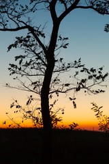 Bare trees silhouettes