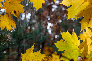 droplets on leaves.Fallen autumn leaf closeup with raindrops on Maple leaves.