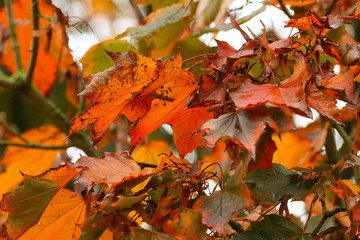 Vibrant Autumn leaves