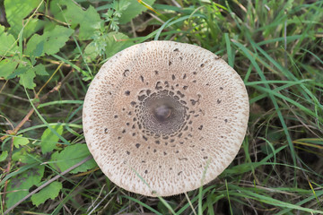 fungo mazza di tamburo