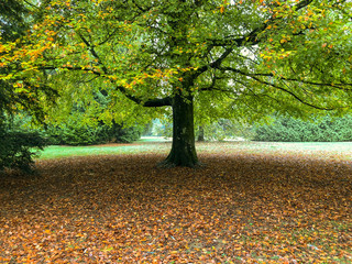 Obraz premium Autumn leaves under a tree