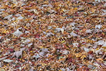 autumn leaves background