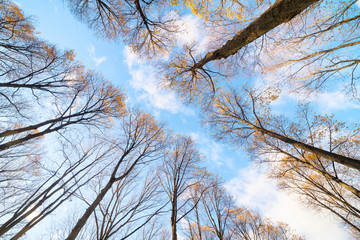 High yellow autumn trees over road low angle view