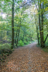 Fototapeta premium Waldweg