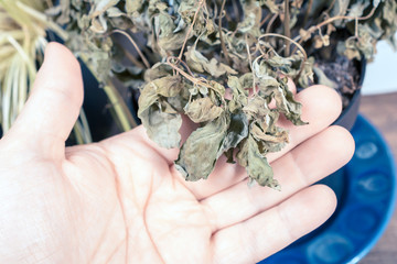 Male Hand Holding The Leaves Of A Dried Out Basil Pot
