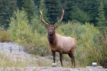 A younger bull elk on the lookout