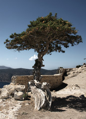 Uralter Baum auf Monolithos, Rhodos