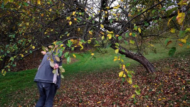 Man goes under apple into autumn - (4K)