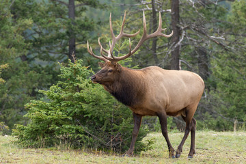 Naklejka na ściany i meble A large majestic bull elk 