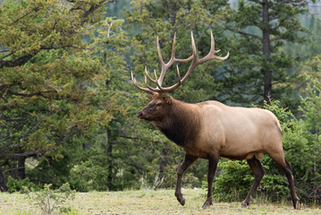 A large majestic bull  elk 