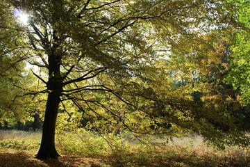 Obraz premium Tree and sun