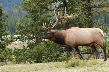 A large majestic bull  elk 