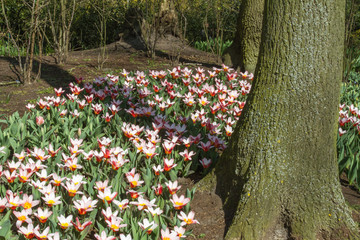 Obraz premium Parkanlage mit Tulpen im Frühling