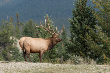 A large majestic bull  elk 