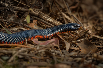 Red-bellied Black Snake - Pseudechis porphyriacus species of elapid snake native to eastern Australia