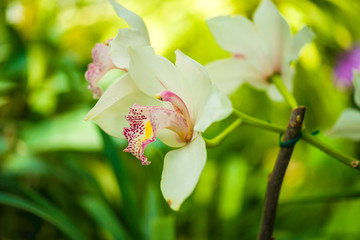 Orchid flower and green leaves background with sunlight in garden.