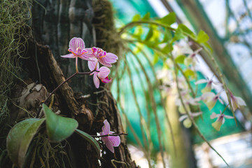 Orchid flower and green leaves background with sunlight in garden.