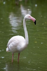 Flamingo standing in water