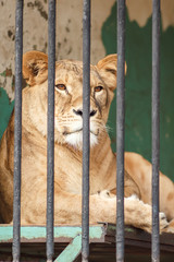 lioness in a zoo behind bars