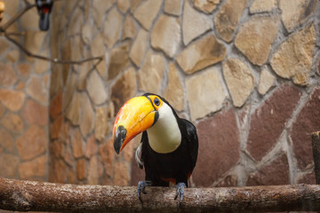 curious toucan on the branch, zoo