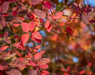 red leaves of Cotinus coggygria in autumn