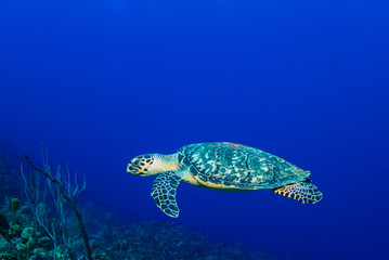 Obraz na płótnie Canvas A hawksbill turtle hanging out in the warm tropical blue water of the Caribbean sea. This creature was photographed above a reef in Grand Cayman