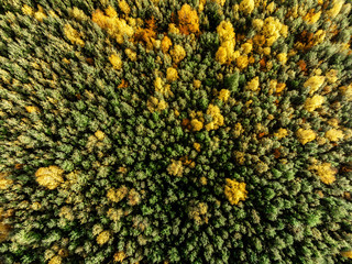 Aerial view of autumn forest