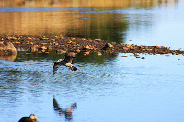 Seagull flying low over the water's surface, preparing to land. The birds reflection can be seen in the water.