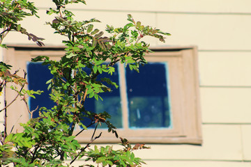 Partial view of an American Mountain Ash with a partial view of a building out of focus in the background.
