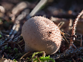 &Auml;lterer Flaschenst&auml;ubling, Flaschenbovist