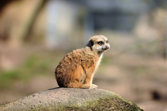 Sitting meerkat