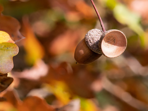 Die Frucht des Eichenbaumen, die Eichel