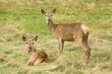 doe red deer
