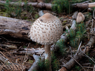 Gemeiner Riesenschirmling oder Parasol
