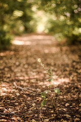 Weg im Frühling, weiches Bokeh 