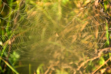 Garden spider or Argiope aurantia in its net