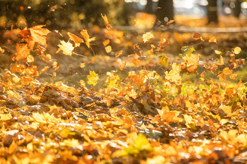 Flying yellow leaves on the wind