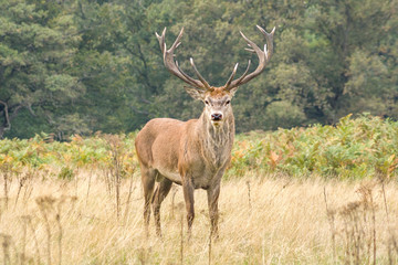 Naklejka na ściany i meble red deer stag in the highlands
