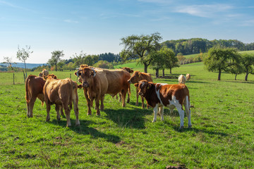 Naklejka na ściany i meble Glan cow herd in the meadow