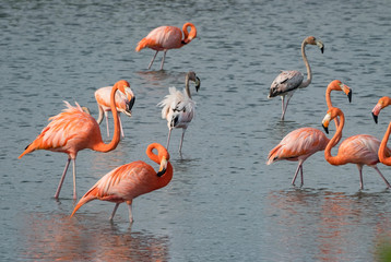 Flamingos at Jan Kok Salt pans on the Caribbean island of Curacao