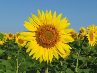 Sunflowers field in sunny day, picturesque rural landscape. Blooming sunflowers, selective focus