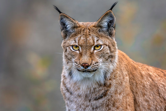 Luchs 