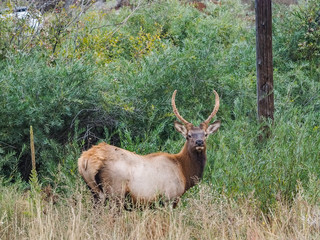 Naklejka na ściany i meble Wild Elk at the side of the roan in Estes Park Colorado