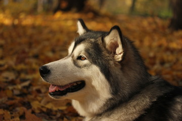 Dog breed Alaskan Malamute similar to the wolf in the autumn forest on the background of orange-yellow foliage