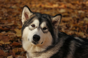 Obraz premium Dog breed Alaskan Malamute similar to the wolf in the autumn forest on the background of orange-yellow foliage