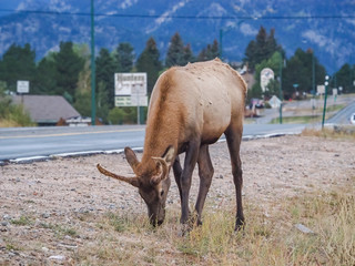 Wild Elk at the side of the roan in Estes Park Colorado